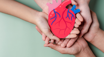 Hands holding an anatomical heart made from paper.