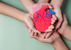 Hands holding an anatomical heart made from paper.